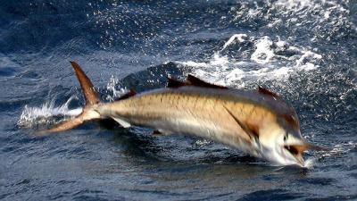 Sailfish charging up the side of the Spellbound